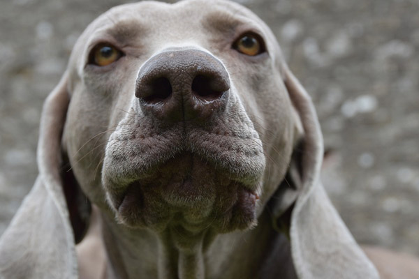 Weimaraner osserva