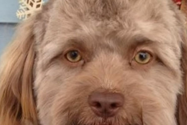 Yogi cane faccia umana