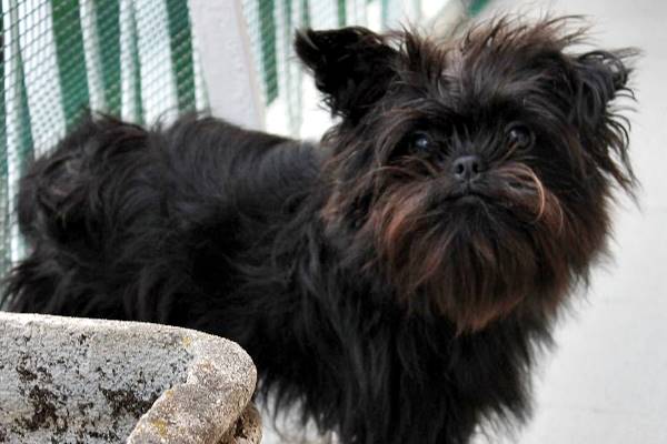 un affenpinscher nel balcone di casa