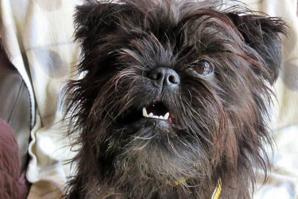 muso buffo dell'affenpinscher