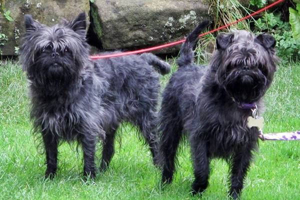 due affenpinscher al guinzaglio