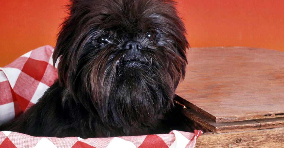 Affenpinscher, carattere e particolarità del cane