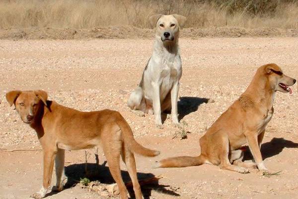 una famiglia di cane africanis