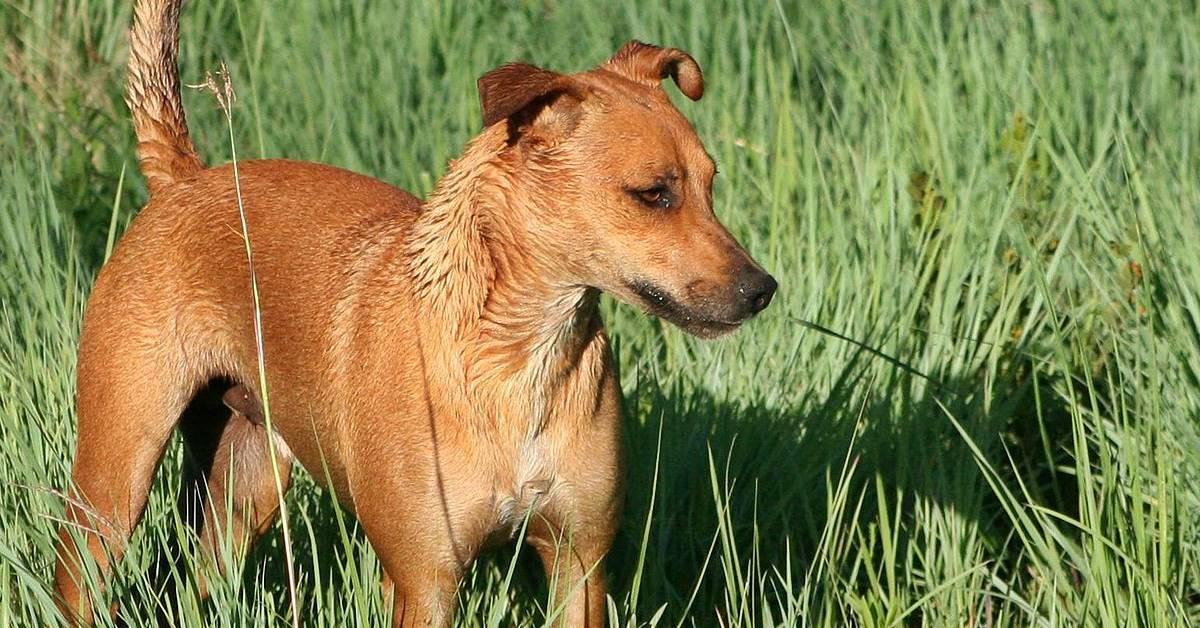 Africanis, carattere e personalità di questo cane