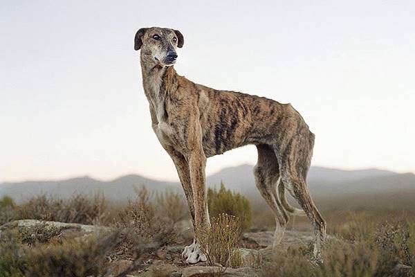 cane africanis e paesaggio