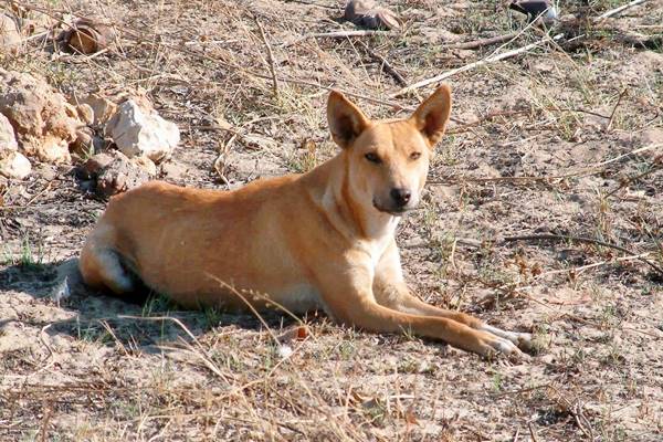 cane disteso sulla terra