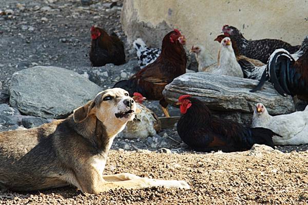 cane fa la guardia alle galline