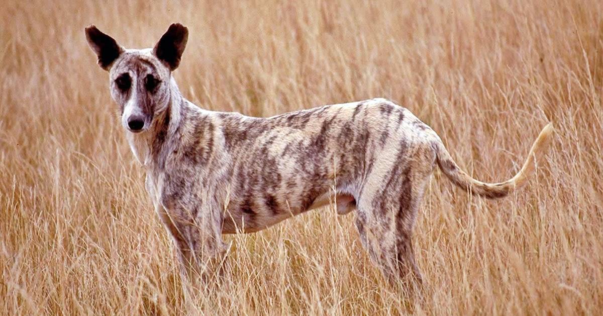 Africanis, storia e particolarità di questo cane