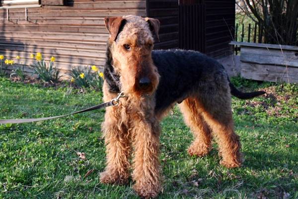 un airedale terrier in giardino