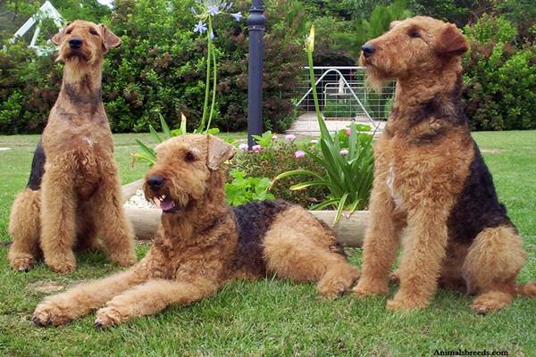 tre esemplari di airedale terrier