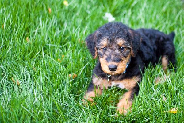 cucciolo di airedale terrier