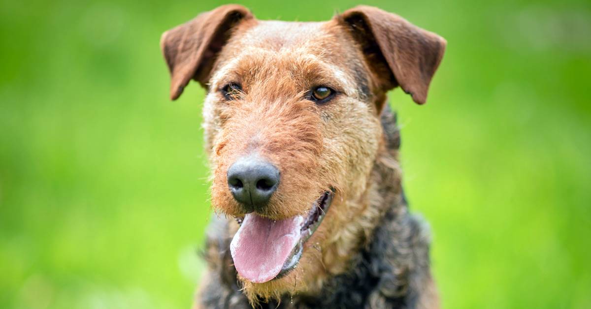 Airedale Terrier, addestramento: cosa sapere