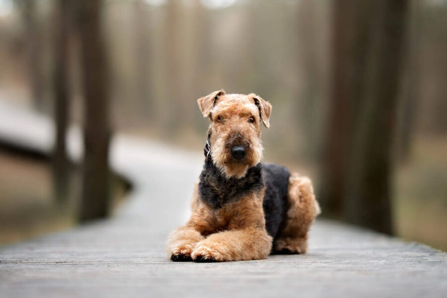 airedale terrier carattere diverso dagli altri