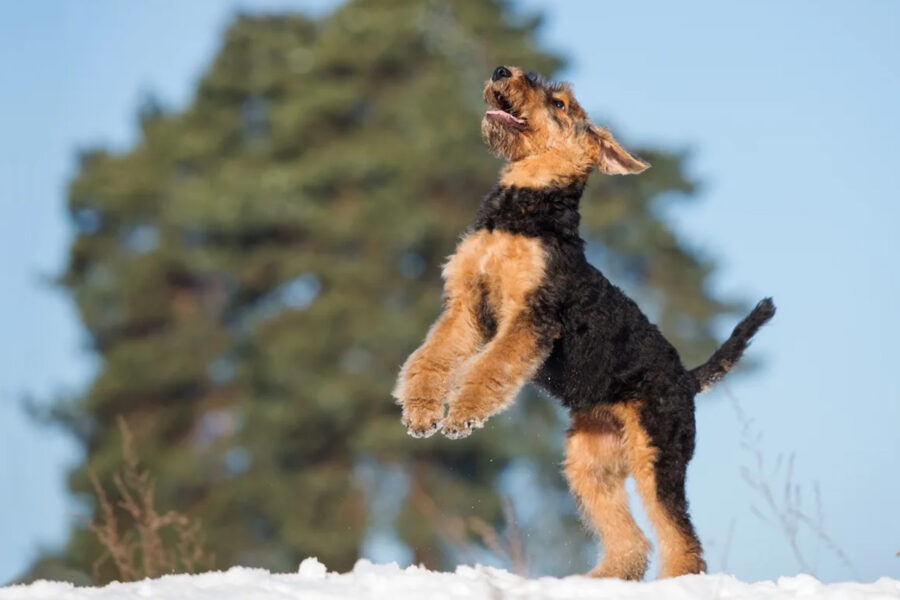 airedale terrier carattere esuberante