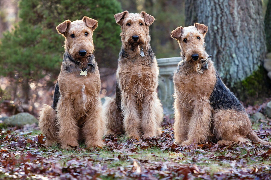 airedale terrier carattere testardo