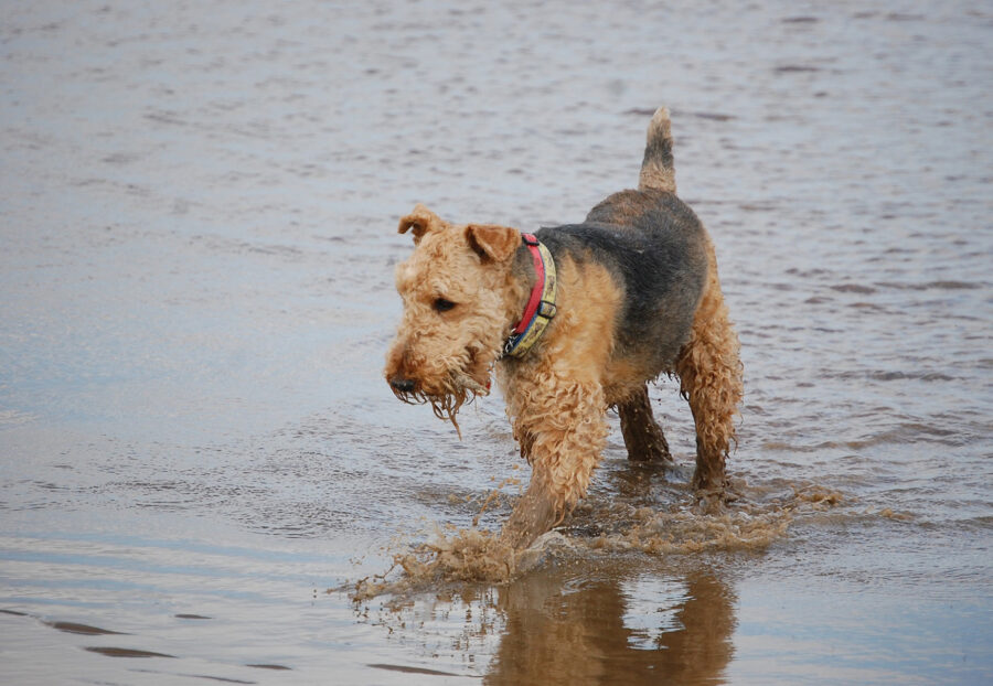 Airedale Terrier, carattere e temperamento