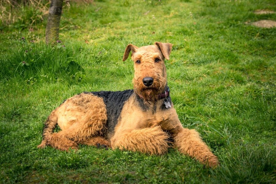 airedale terrier carattere anomalo