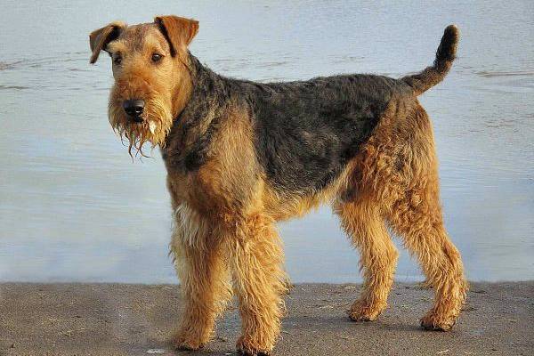 airedale terrier in riva al mare