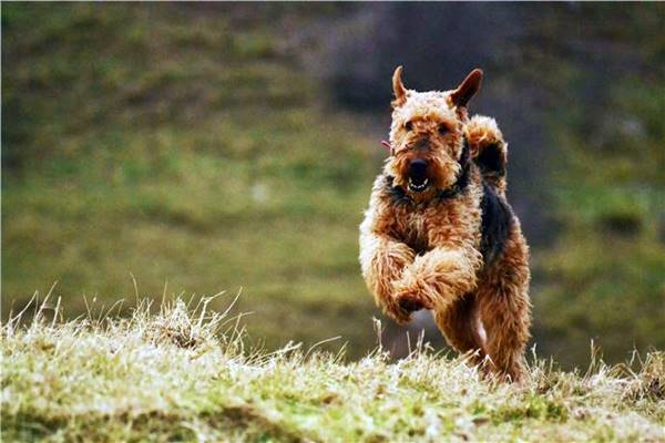 airedale terrier che corre sul prato