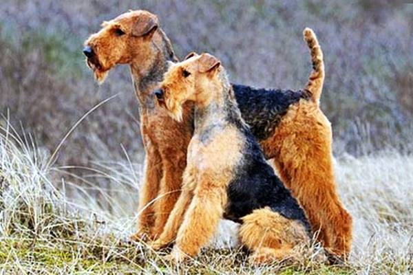 mamma e cucciolo di airedale terrier