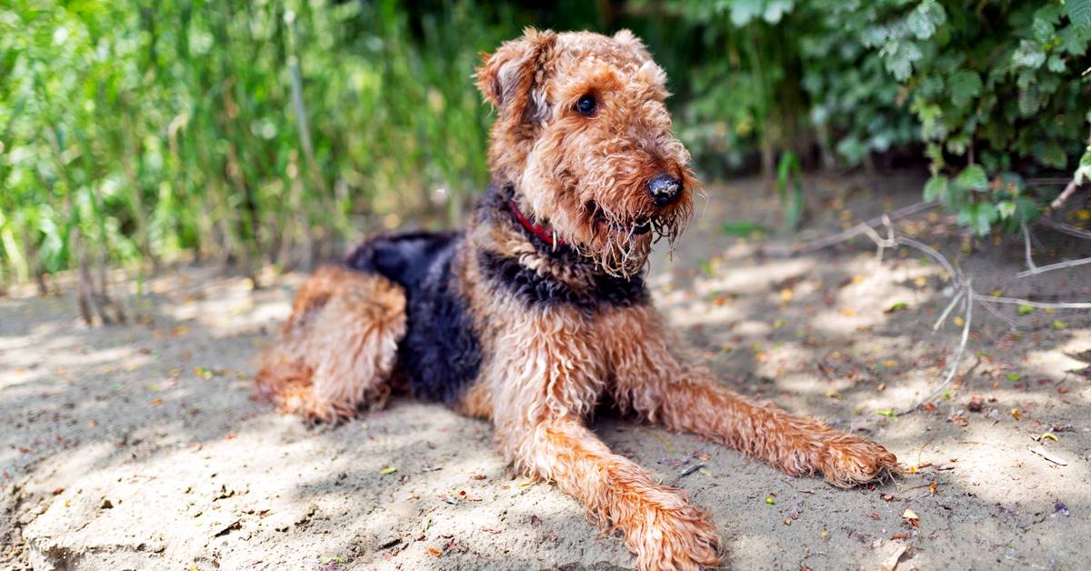 Airedale Terrier, come lavarlo: tutti i passaggi