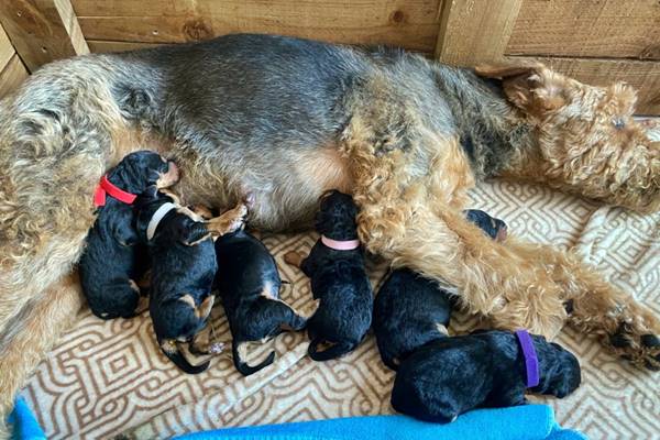 cagna di razza airedale terrier con i suoi cuccioli