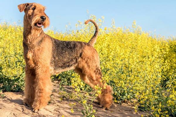 airedale terrier felice in mezzo ai fiori