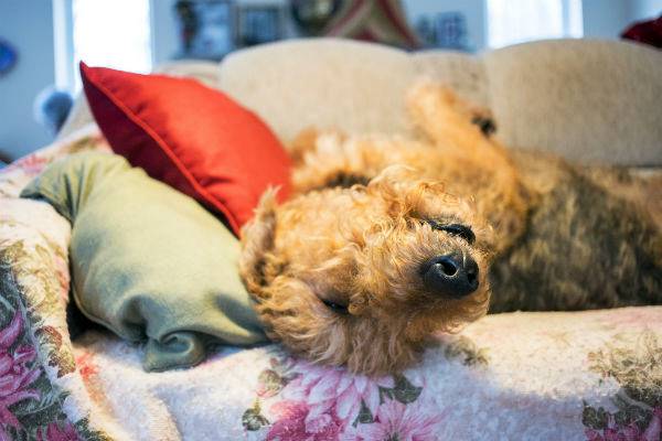 airedale terrier che dorme sul divano