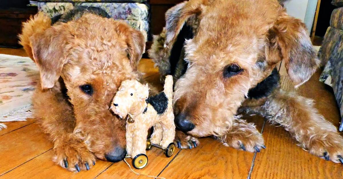 Airedale Terrier, foto bellissime che fanno innamorare