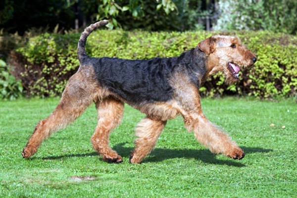 airedale terrier che passeggia sul prato