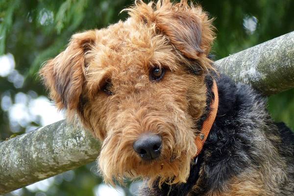 espressione dell'airedale terrier