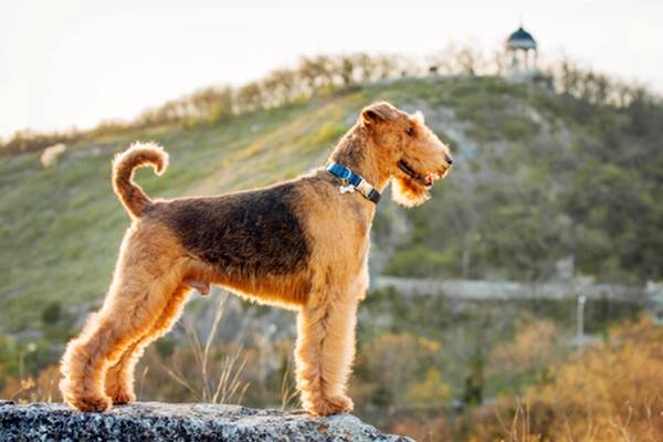 cane di montagna