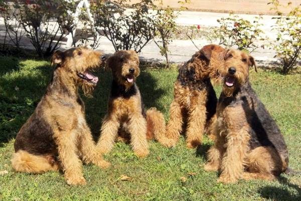 una famiglia di airedale terrier