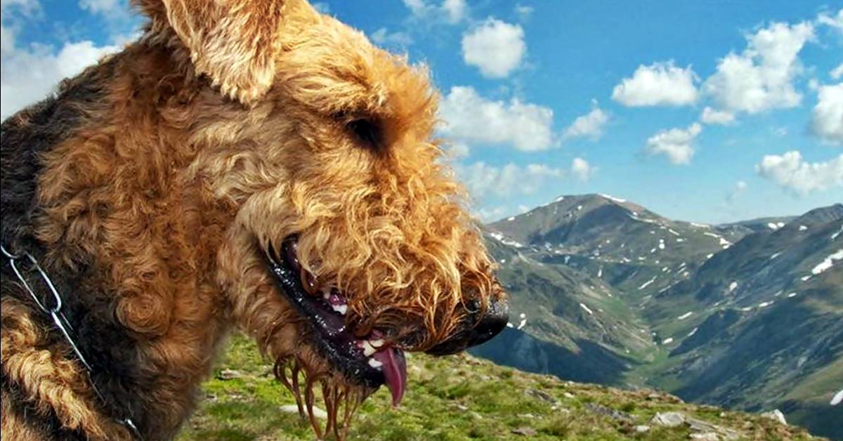 Airedale Terrier, provenienza e origini antiche