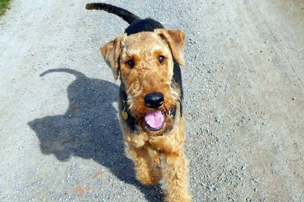 muso buffo dell'airedale terrier