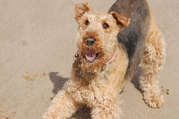 cane che si diverte a giocare in spiaggia