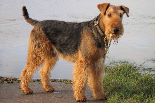 airedale terrier sa nuotare