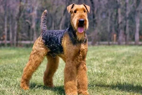 il mantello ispido dell'airedale terrier