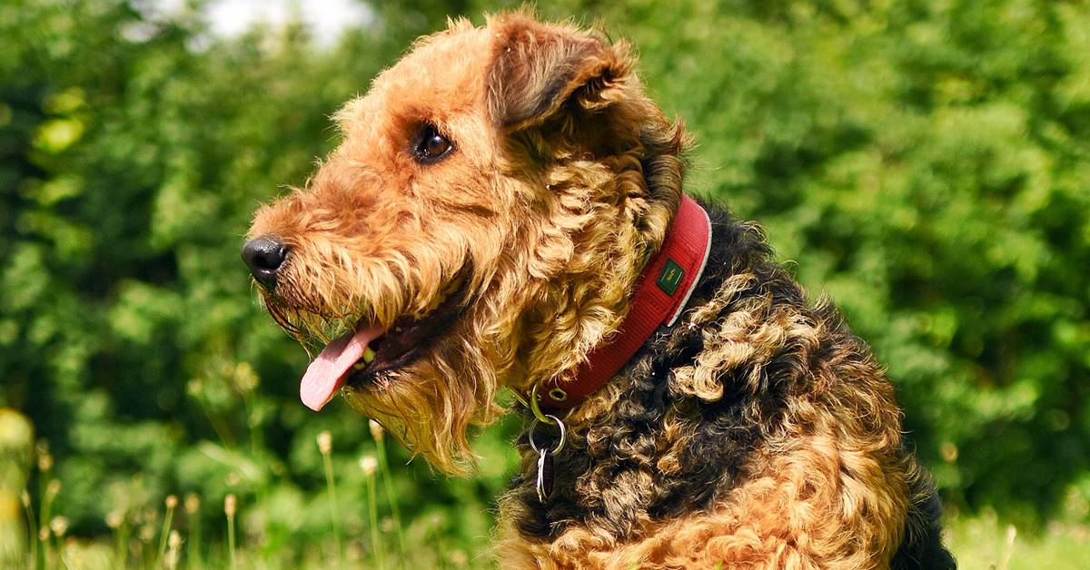 Airedale Terrier, salute e malattie: cosa bisogna sapere