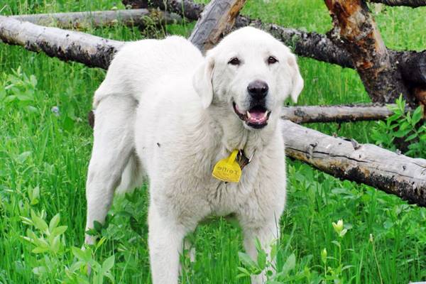 cane bianco in mezzo al prato