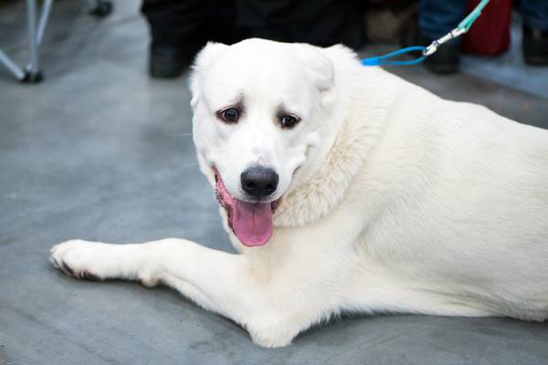 insegnare al cane a camminare al guinzaglio