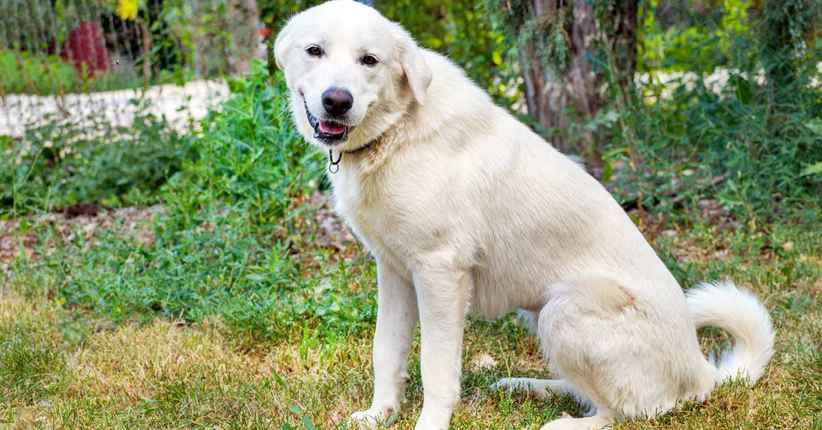 Akbash cane turco e fiero: provenienza e origini