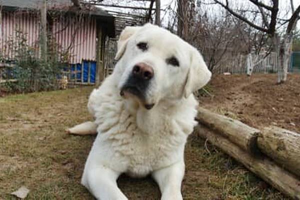 espressione dolce del cane