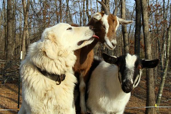 cane fa amicizia con le caprette