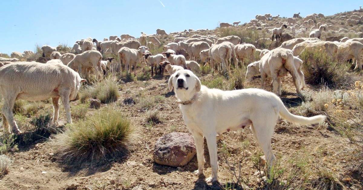 Akbash, carattere e temperamento del cane turco