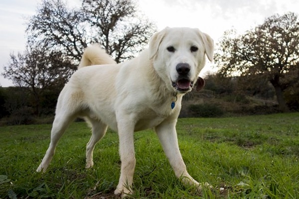 cane bianco che gioca all'aperto