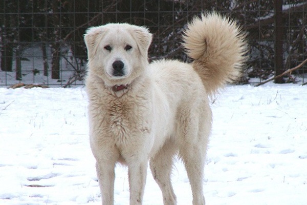 cane bianco che si mimetizza sulla neve