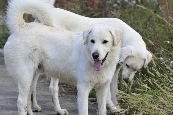 due cani bianchi che giocano insieme