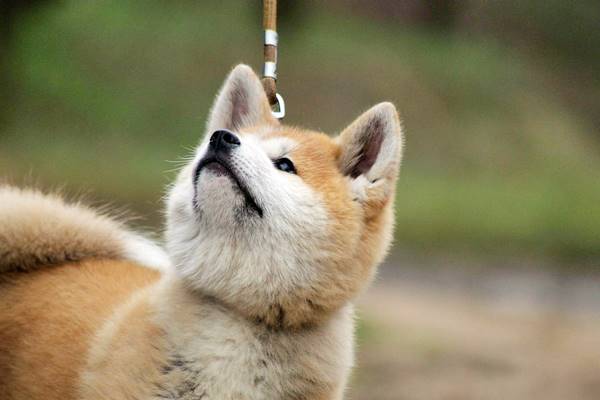 insegnare al cane a camminare al guinzaglio