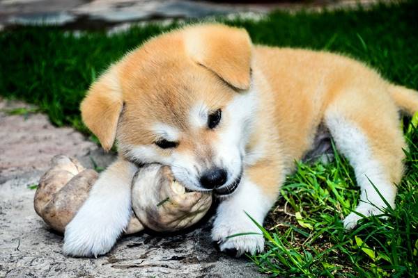 cucciolo di akita sull'erba